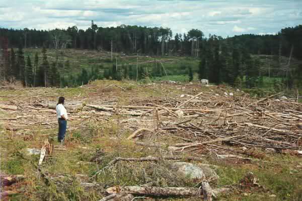 desforestación bosque