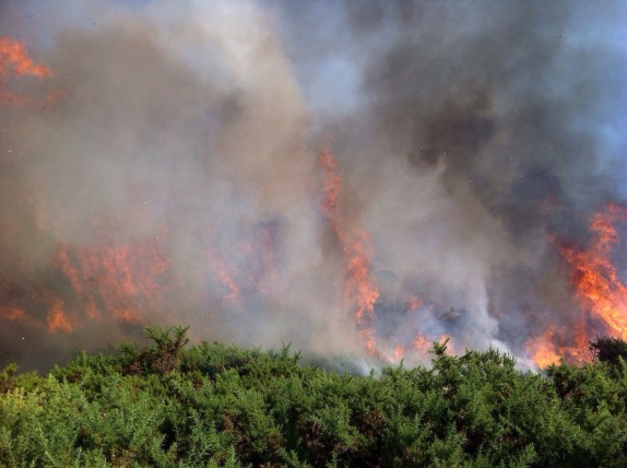 Incendios forestales en Puerto Montt