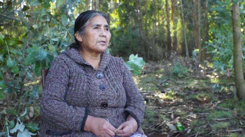documental mapuche forestales 1